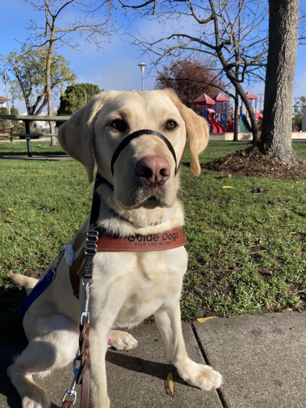 Marco sitting in harness with a park and green grass behind him. He sits and looks directly at the camera.