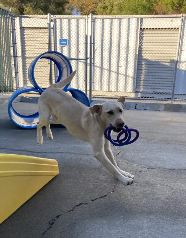 Marco is in mid air with a 3 ring rubber toy in his mouth as he runs around a play structure in the CR.