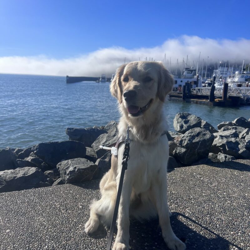 Meadow is wearing her harness and is gazing at the camera with her mouth open in a smile. In the background are several boats along a dock with fog floating over them.
