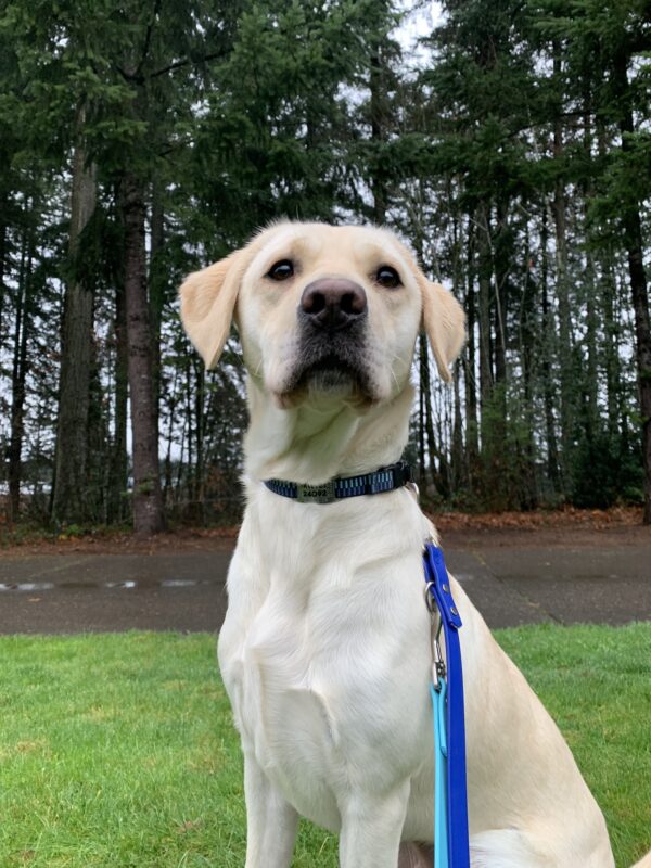Female yellow lab
