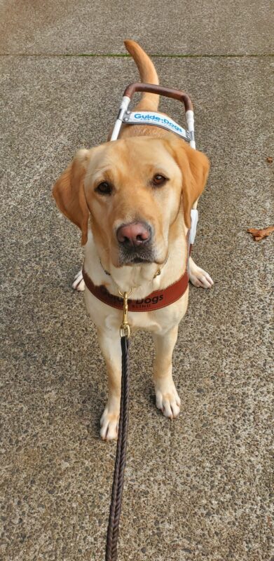 Mira is standing on a cement path, looking at the camera and wearing her harness.
