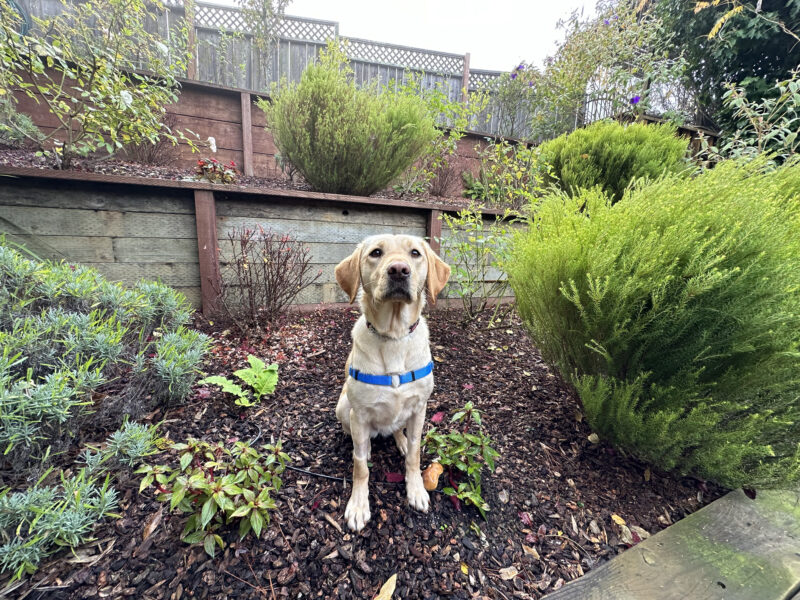 Natalie is pictured with a blue chest harness on, sitting nicely while located outside in a fenced in backyard. There is green grass, plenty of bushes and trees in the background and a bright blue sky. Natalie stares just beyond the camera.