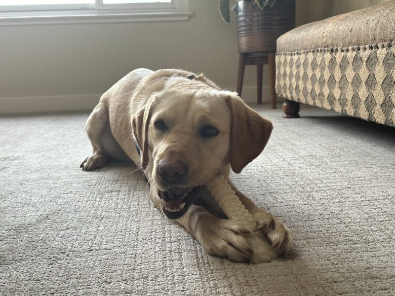 Natalie is pictured laying down on cream-colored carpet with couches and curtains in the background. She is not aware of the camera because she is vigorously  chewing on her nylabone, holding it in place with her two front paws.