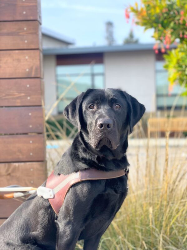 <p>Neptune sits in harness in front of tall grasses and buildings on the CA campus. The background is blurred and Neptune is in focus. He is looking at the camera with a regal expression.</p>