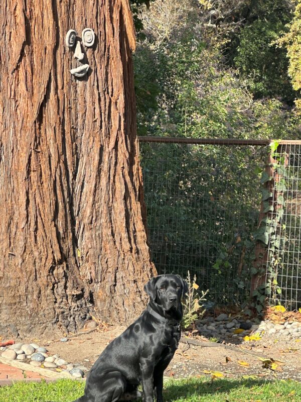 Nitro sitting on grass in front of a large redwood tree