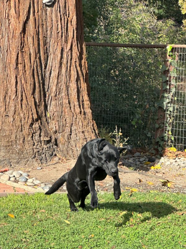 Nitro happily leaping across grass with large redwood tree in background