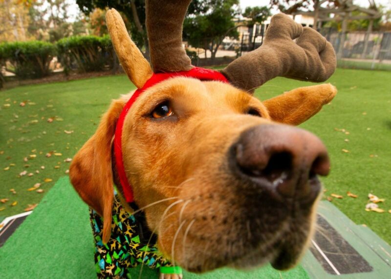 Yellow Lab Northstar sporting some fancy holiday pajamas and a reindeer hat!