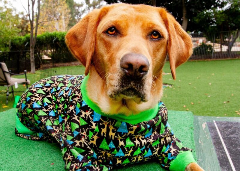 Yellow Lab Northstar sporting some fancy holiday pajamas.
