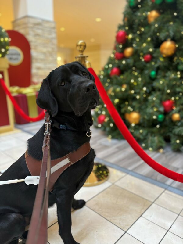 A black lab sits in harness looking off into the distance. Behind him is a festive green tree with lights and a red velvet rope.