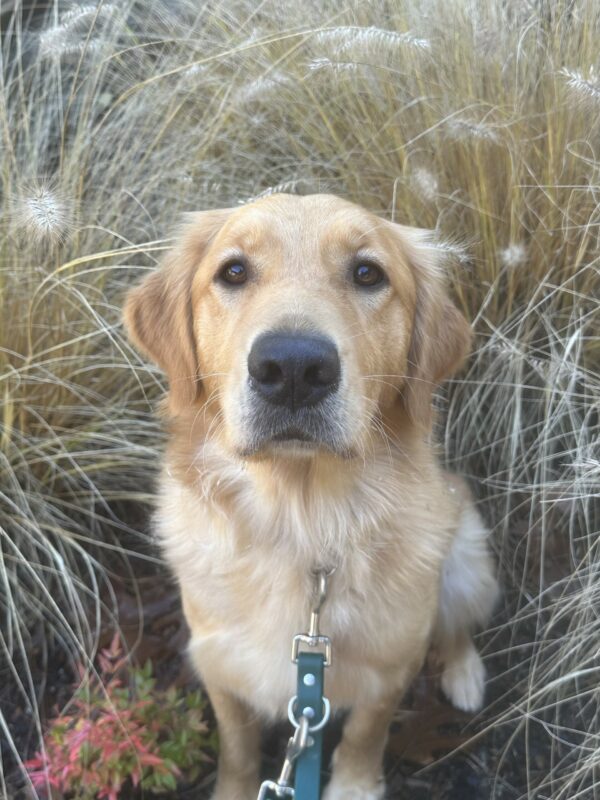 A portrait style photo of Oatmeal, a female yellow Labrador Retriever/Golden Retriever cross sitting in front of bush of decorative grass that is yellow in color with fluffy seed pods. She is sitting in a dirt patch and there is a small red-ish bush to her right. There is a green leash attached to her collar.