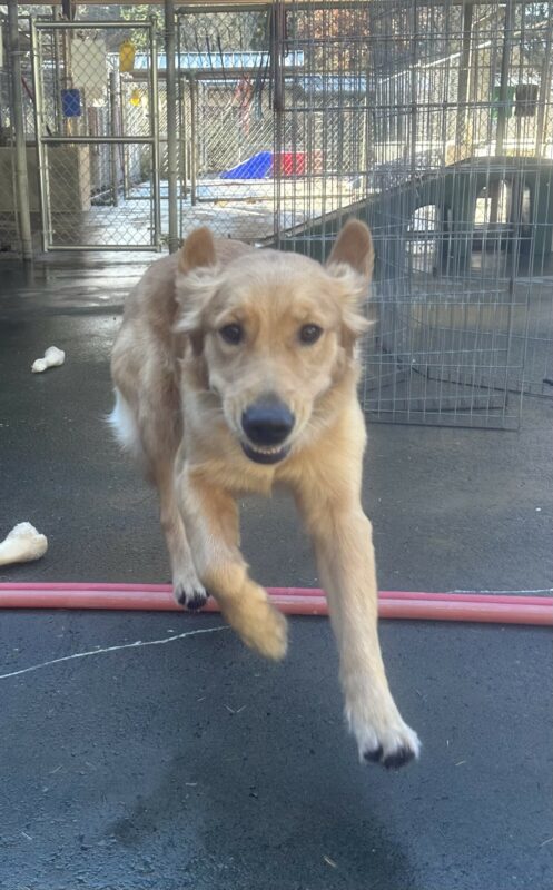 <p>Oatmeal runs toward the camera in the concrete community run area. There is a red hose beneath her and Nylabones to her right. There fencing in the background. Her ears are flapping back and her mouth is partially open, showing just her bottom front teeth.</p>