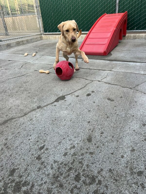 Oski is jumping over a red jolly ball while playing in community run. There is a red play structure and several nylabones on the ground behind him.