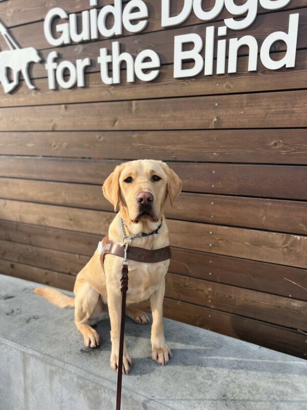 Oski sits in harness on a cement wall. He stares intently into the camera. There is a wooden sign with a Guide Dogs for the Blind logo in the background.