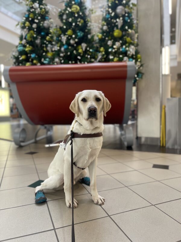 <p>Panther, a male yellow lab, is sitting on a tile floor in the mall.  He is wearing his leather guide dog harness and a pair of teal dog booties on his back feet.  Panther is posing in front of a red sleigh filled with Christmas trees beautifully decorated for the holidays.</p>