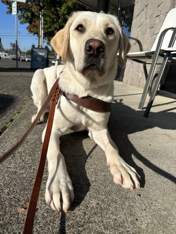 Male yellow lab, Panther, is laying down on a sidewalk next to a patio chair. He is looking towards the camera and is wearing his leather guide dog harness.