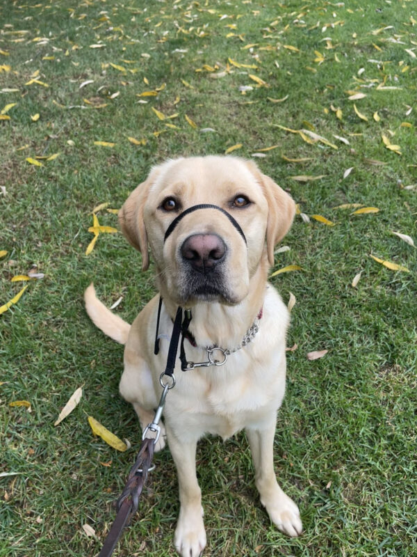 Picasso, a male yellow labrador, sits in the green grass looking up at the camera. In the background, you can see yellow leaves scattered in the grass.