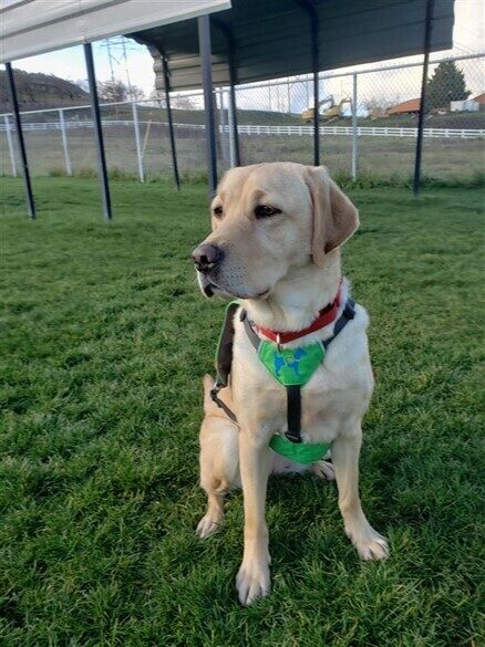 Yellow Lab Raelyn sits in the green grass in a fenced yard wearing a red collar and a green harness looking relaxed.