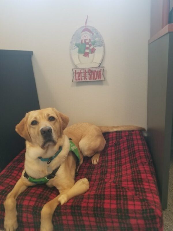 Yellow Lab Raelyn wears a green vest while lying on a red plaid dog bed with a Nylabone and looking at the camera. A sign that says