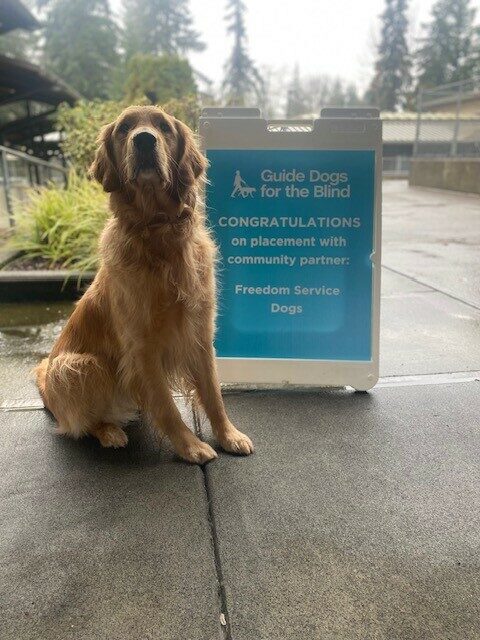 Handsome Golden Riggs sitting in front of a blue sign congratulating him on his being placed with Freedom Service Dogs