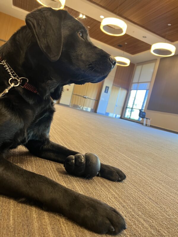 Riley's profile is looking right of the camera. In between her paws is a black kong.