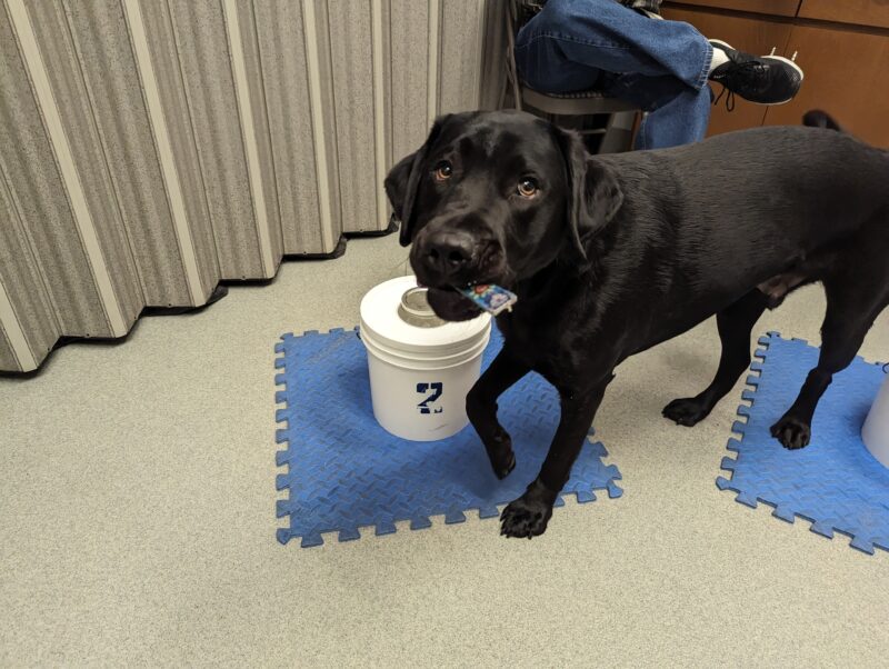 Black Lab Rocky looking up at the camera with a bringsel in his mouth close to a scent jar.