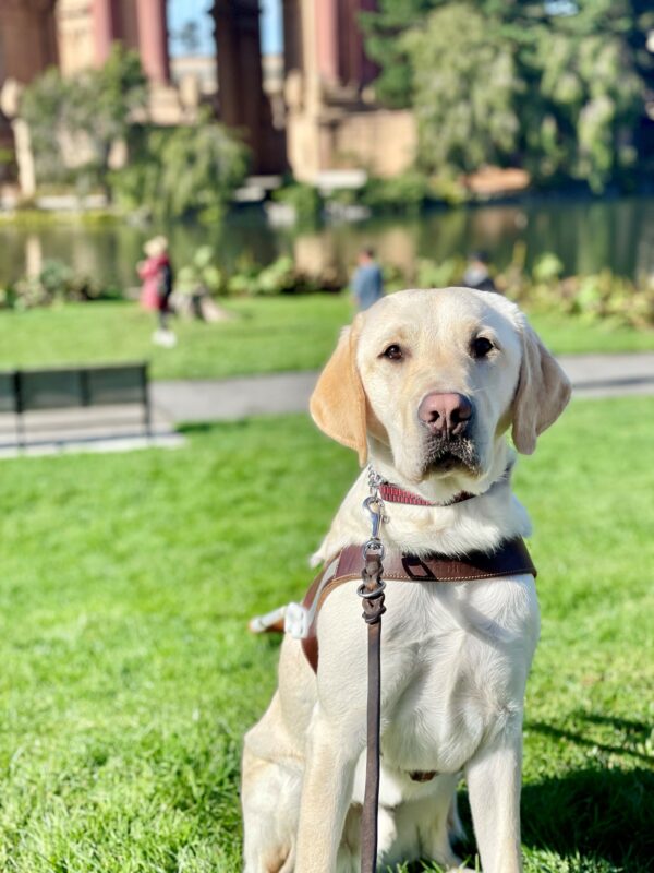 Rodeo is sitting in harness on the grass at the Palace of Fine Arts. He is facing the camera with a curious expression on his face. The Palace of Fine Arts is blurred in the background.