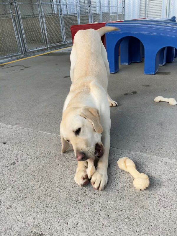 Rodeo is in the bow position in the Community Run chewing a knot-shaped Nylabone between his front paws. There are a couple other knot-shaped Nylabones around him and red and blue play structures in the background.