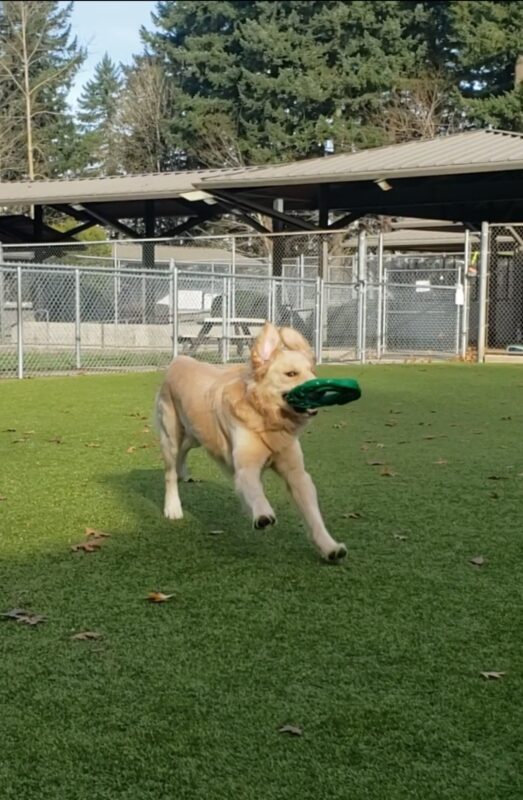 Wimbledon is playing in a free run area on the Oregon Campus. He's running around with a green rubber toy. His ears are both up and make him look sort of like a bunny.