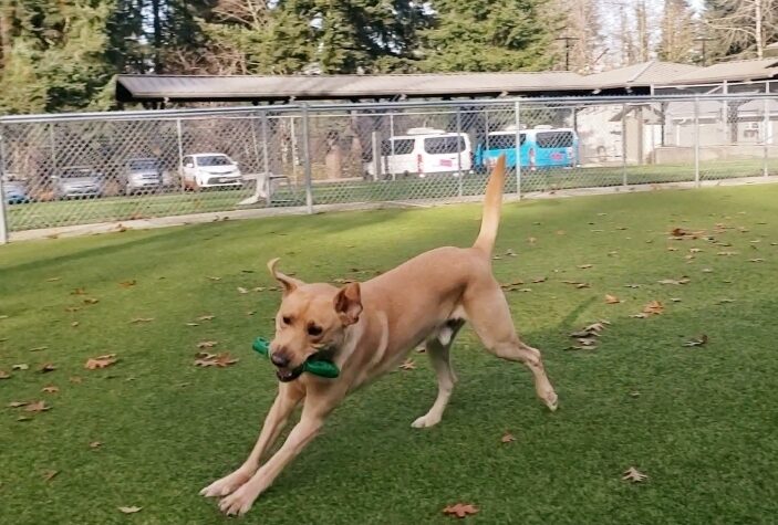 Alder is playing in a free run area on the Oregon Campus. He's running around with a green rubber toy.