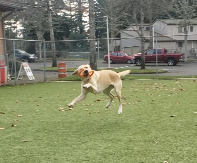 Gazpacho is playing in a free run area on the Oregon Campus. He's in mid air with all four paws off the ground. He has an orange rubber toy in his mouth.