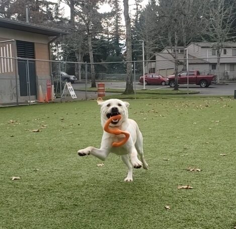 Kringle is playing in a free run area on the Oregon Campus. He's running towards the camera with 3 feet off the ground and an orange rubber toy in his mouth.