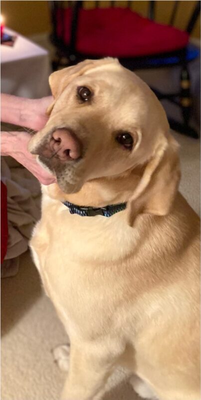Brian is being pet by his Foster Care Provider. It's a side profile but his head is turned and facing the camera.