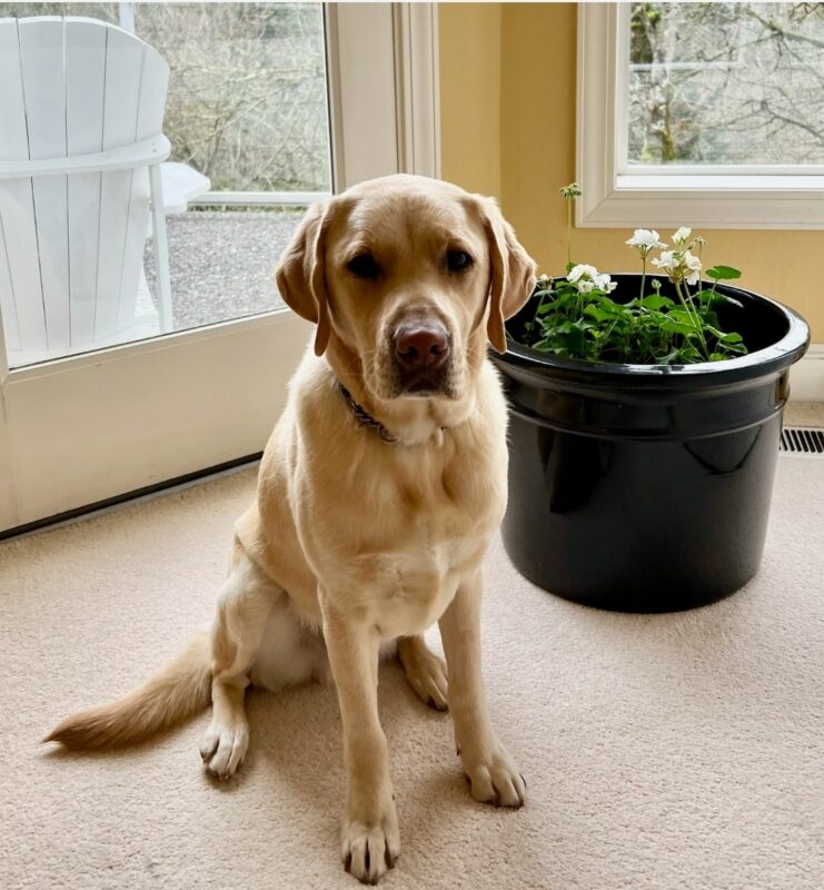 Brian is sitting in his Foster Care Provider's home next to a plant. He's looking calmly into the camera.