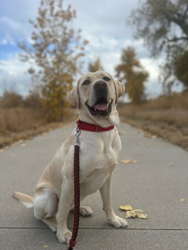 Yellow Lab Sloan posing for the camera. Wearing a red collar and leash