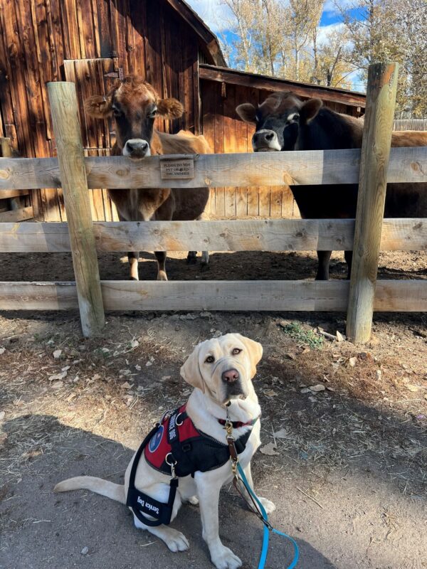 Yellow Lab Sloan in her red service dog vest, sitting in front of a couple of cows behind a fence.