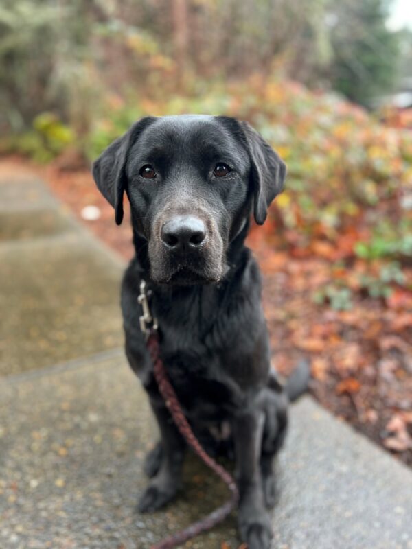 A portrait of Sparrow, a petite female black lab. Sparrow is sitting on the sidewalk looking towards the camera. Behind her are various fall colored plants. Sparrow is attached to a leather braided leash.