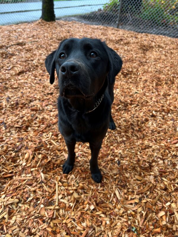 Female black lab, Sparrow, stands in a play yard filled with wood chips. She is wearing her blue martingale collar and is looking off into the distance.