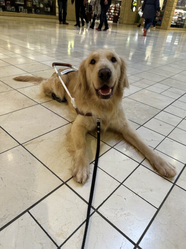 Stimson, a male yellow lab golden cross, is lying on tile floor in a mall. He is wearing his guide dog harness and is looking towards the camera.