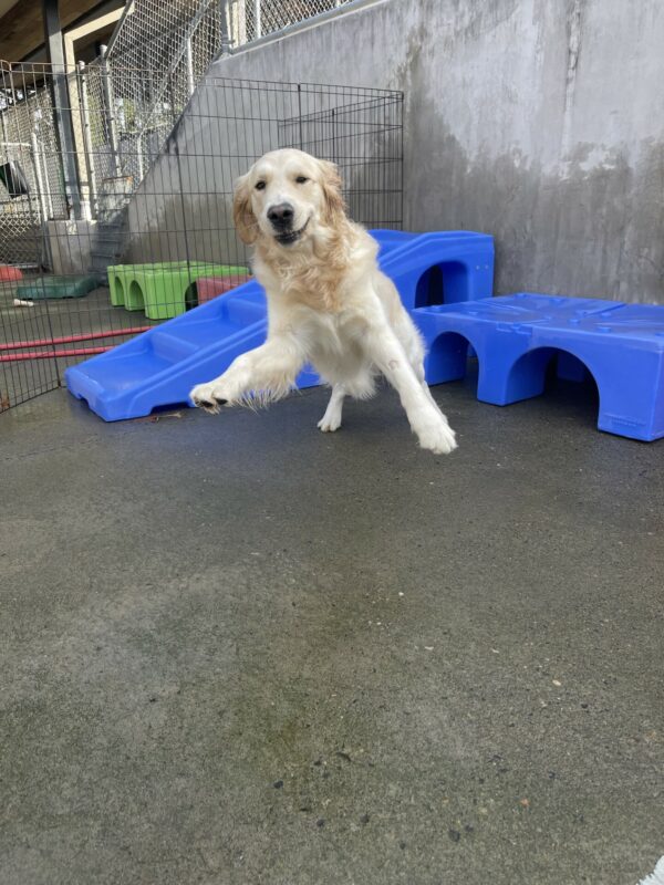 Supreme, a male coated Labrador/golden cross, is mid run with his two front feet off the ground with a smile on his face. Behind him is two blue plastic play structures.