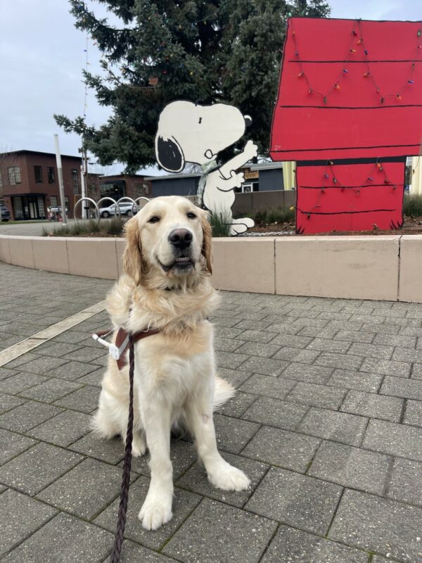 Supreme, a male coated Labrador/golden cross, sits in harness in front of a holiday Snoopy wooden display with a big tree covered in Christmas lights. He is looking at the camera with a smile on his face.
