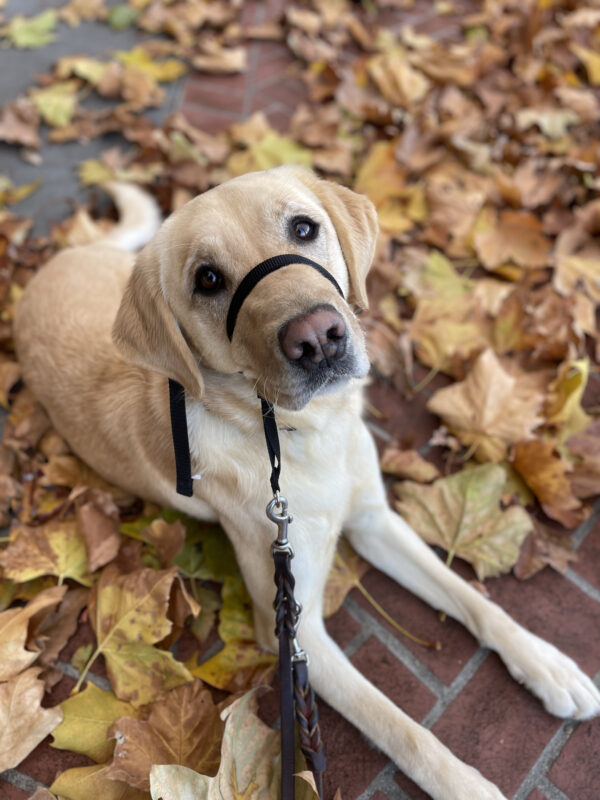 Tahiti, a female yellow lab/golden retriever cross, lays on a brick walkway surrounded by crunchy fall leaves.