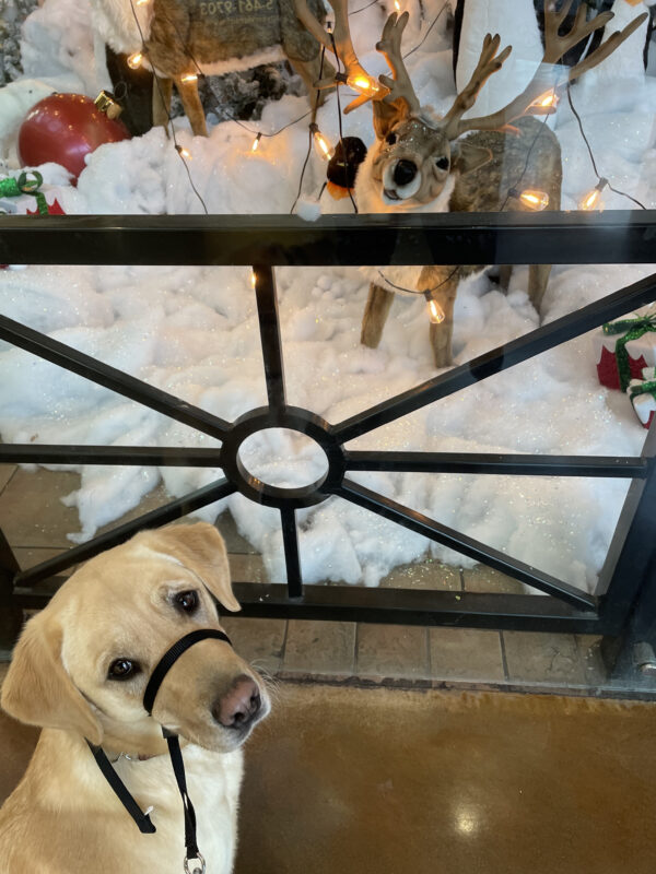 Tahiti, a female yellow lab/golden retriever cross, sits in front of a holiday display with a reindeer, penguin and fake snow in the background.