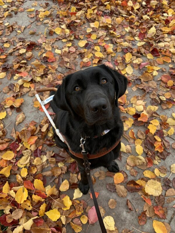 Thali attentively sits in a bed of fall colored leaves, looking right up at the camera.