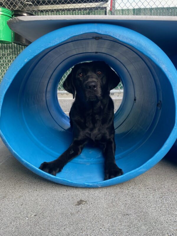 Thali lays in a blue barrel type play structure in a community run yard.
