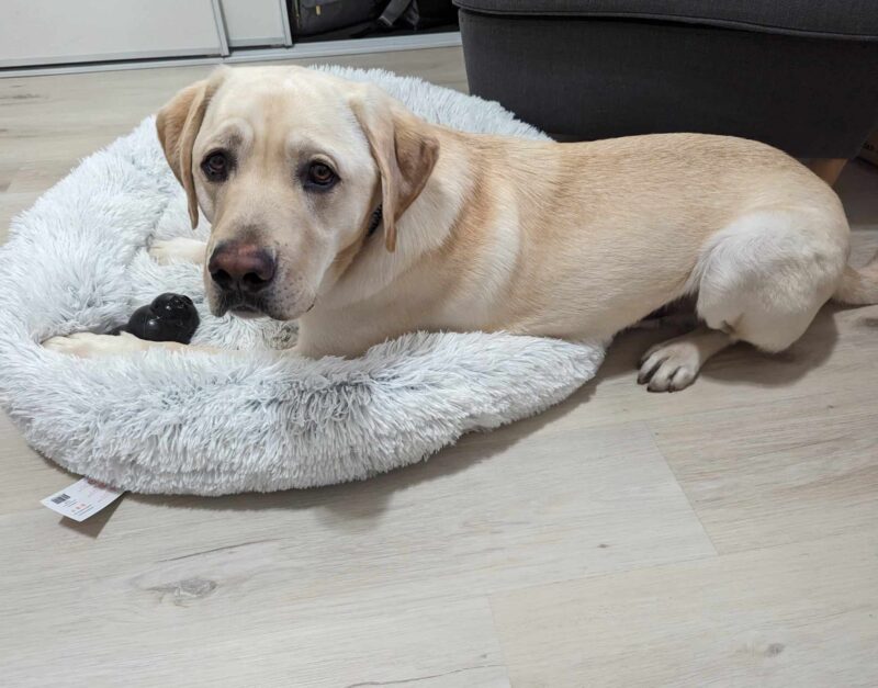 Tiago is laying on a fluffy dog bed in a home environment with a toy kong. He is looking right at the camera with 