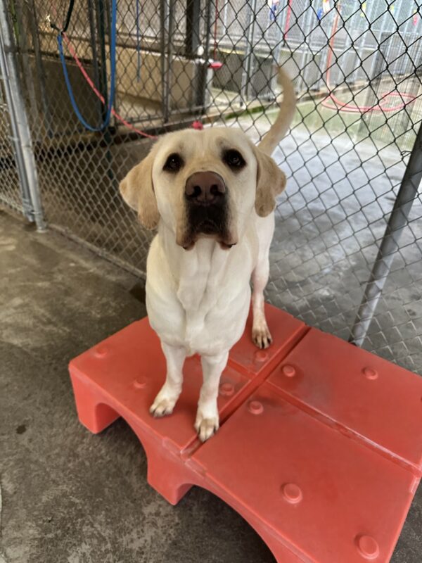 Tilden, a male yellow lab, is standing on a red plastic play structure in our fenced in community run area.