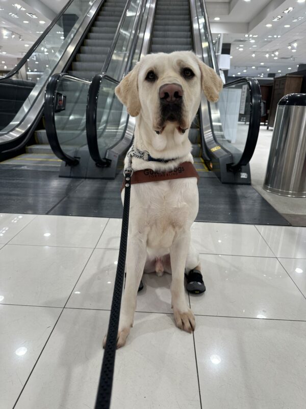 Tilden, a male yellow lab, is sitting at the base of an escalator. He is wearing his guide dog harness and booties on his back feet. Tilden is looking at the camera.