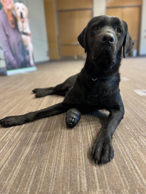 Tudor lays down on a carpet. He is looking at the camera with a black kong between his feet.