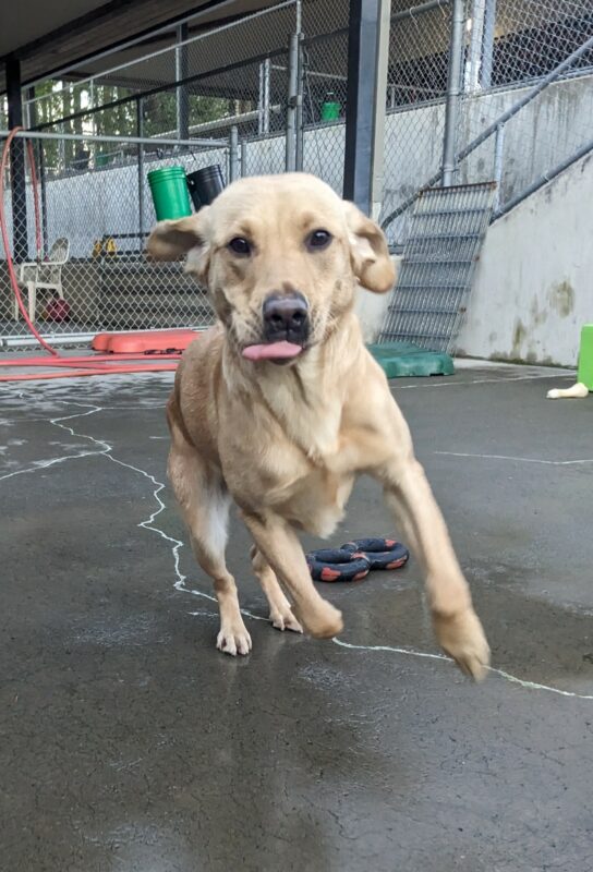 A yellow lab is mid stride running towards the camera, with her tongue slightly out as if she is licking her lips. Her ears are flopped up, catching the wind. She is in our concrete play yard, and various colored toys and play structures can be seen behind her.