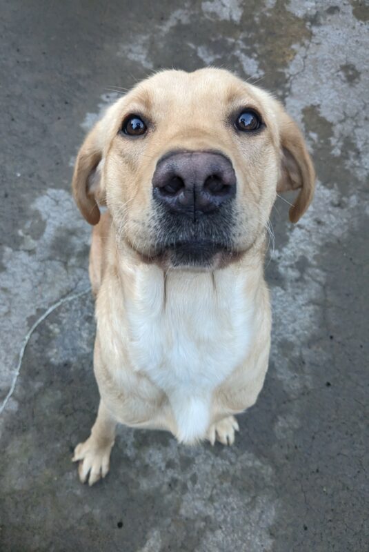 A yellow lab sits in our concrete community run yard, staring up at the camera. Her ears are tucked back in excitement, as she waits for her reward for posing.